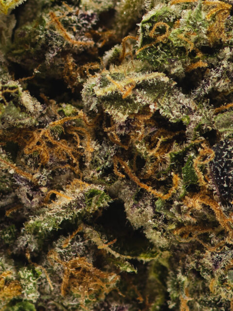 Oreo Blizzard (AAAA) – Balanced Hybrid