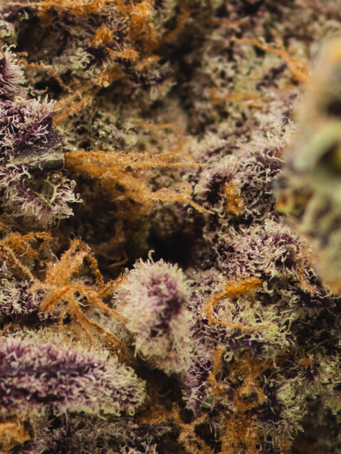 Unicorn Meat #5 (AAA) – Balanced Hybrid