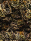 Super Nova (AAAA+) – Indica - Limited Edition