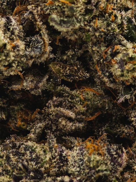 Super Nova (AAAA+) – Indica - Limited Edition