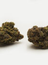 Super Nova (AAAA+) – Indica - Limited Edition