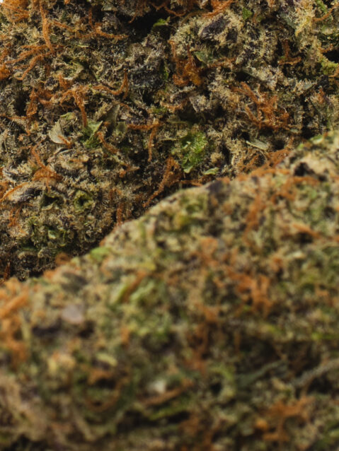 Zombie OG (AAAA) – Indica