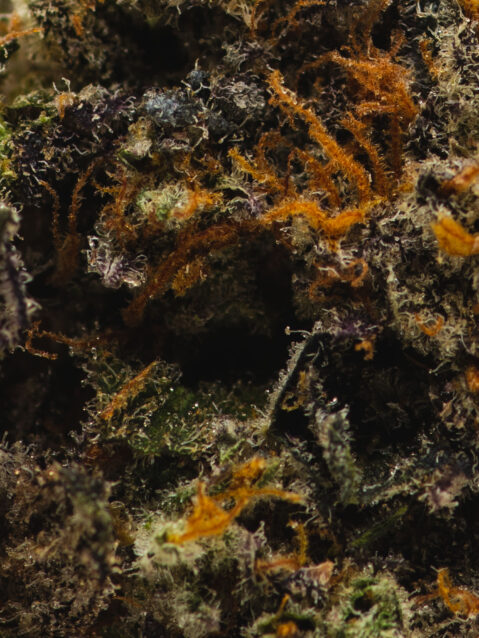 Banana Cream Truffles (AAAA) – Indica Dominant Hybrid