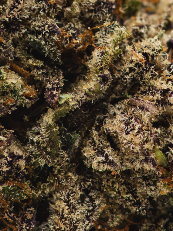 Gas Truffle (AAAA) Stoni Winnipeg