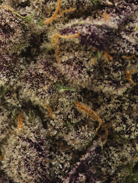 Animal Sorbet (AAA+) - Indica Dominant Hybrid - One Ounce Bag