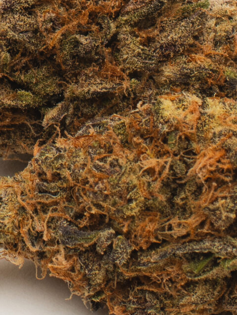 Purple Unicorn (AAA+)