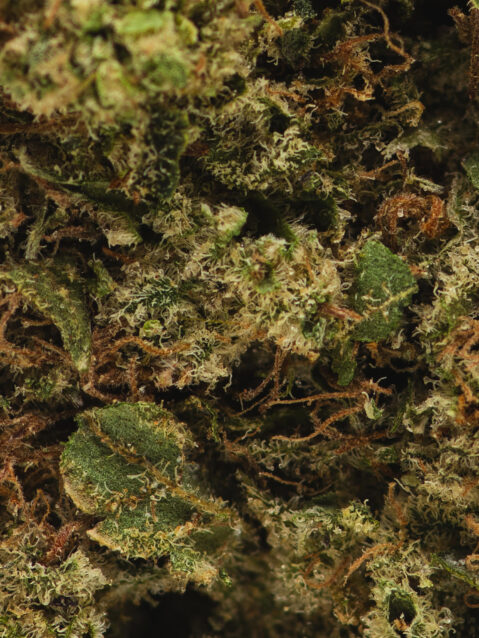 Grease Monkey (AAAA)