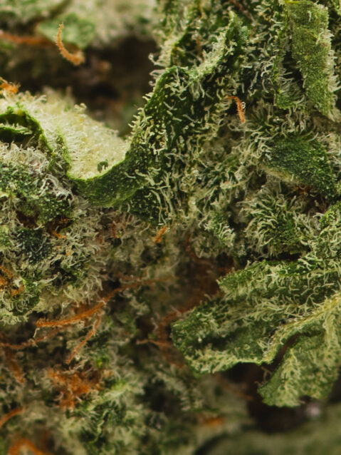 Chocolope AAA+ | One Ounce Bag