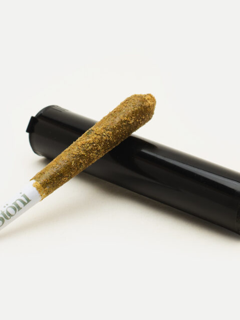 Coconut Lime Infused Caviar Pre-Roll (AAAA) - 1 Joint