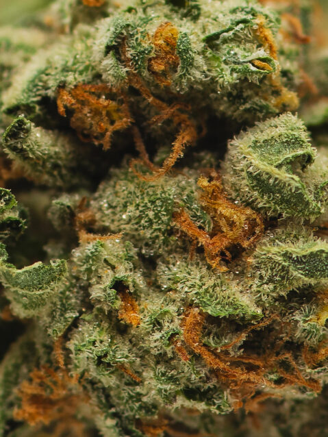 Gary Payton AAA+ | One Ounce Bag