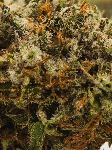 Slurricane AAA+ | One Ounce Bag