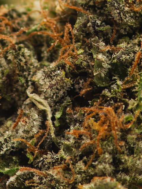 Rainbow Zkittlez AAA+ | One Ounce Bag