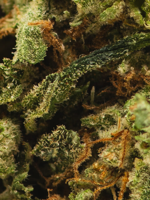 Biscotti AAA+ | One Ounce Bag