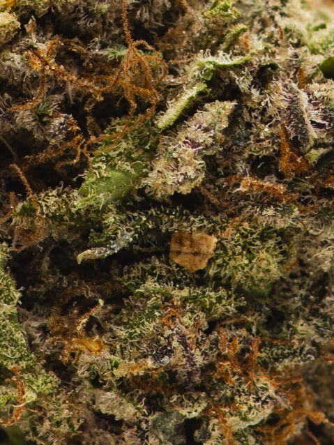 Panty Dropper (AAAA)