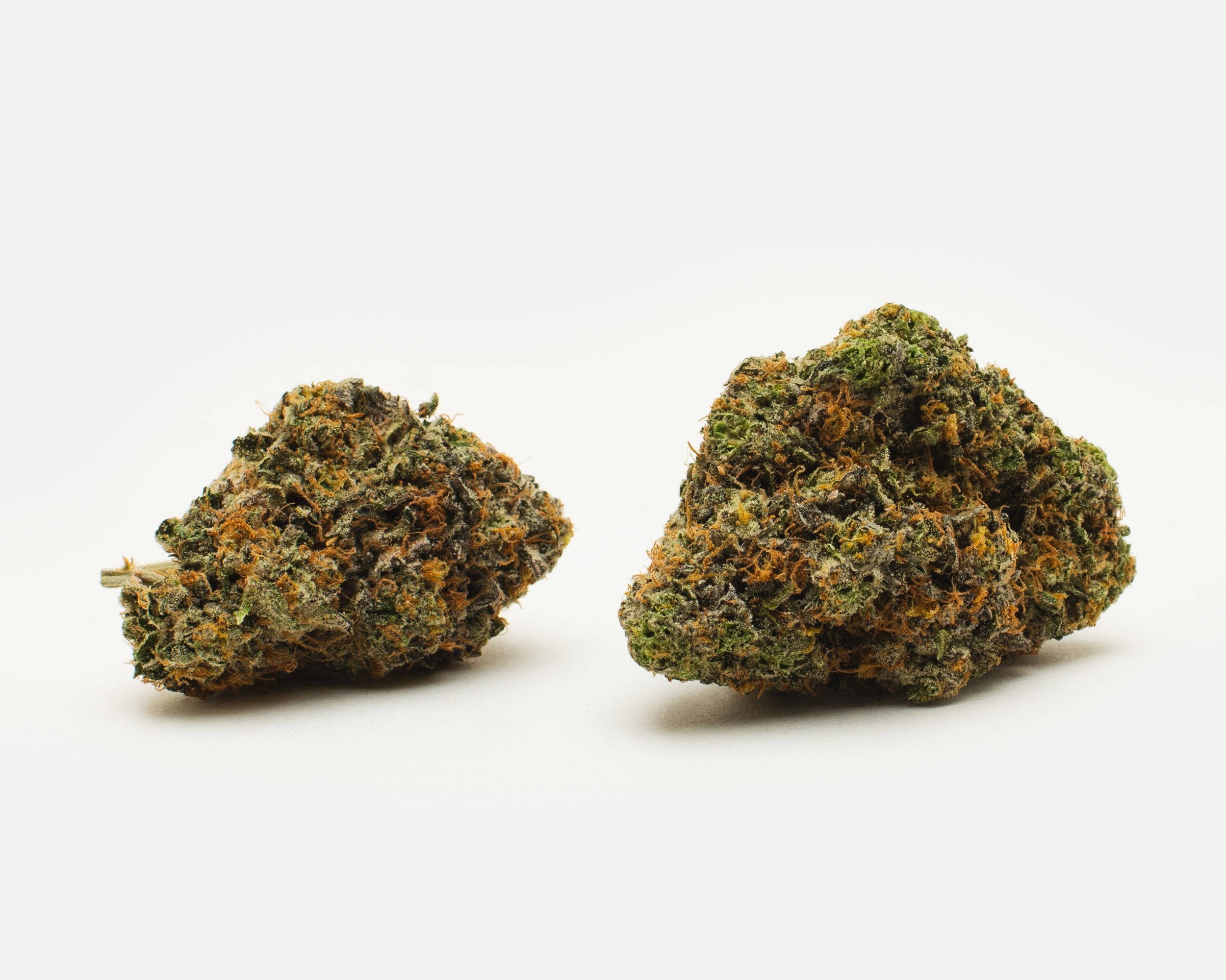 Stoni CandySherbert2