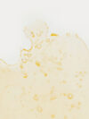 Dutch Haze Shatter - 1g
